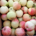 Nuevo Cultivo de China Fresh Sweet Gala Apple